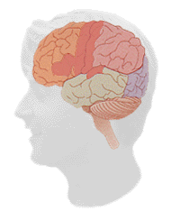 reddot animated gif of red dot radiating out from centre of the brain